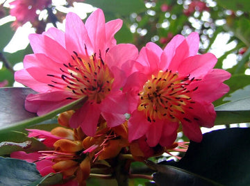 Rhodoleia Championii Flowering Shrub Tree Seeds