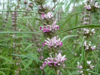 Leonurus Artemisia Flower Seeds for Planting | Premium Quality Garden Seeds