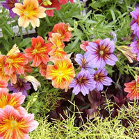 Salpiglossis Sinuata Bolero – Mixed Flower Seeds