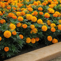 Flowers Marigold Dwarf Double Mixed Grow Your Own Garden - Flower
