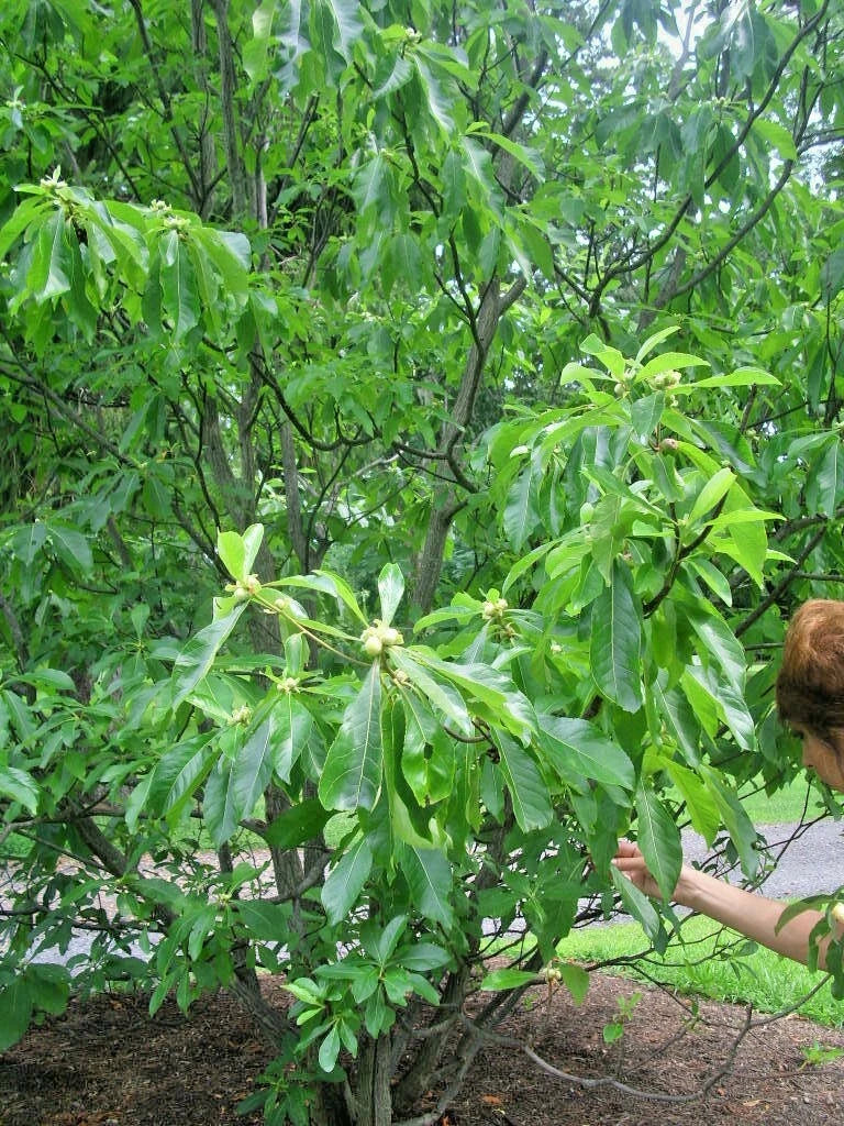 Franklin Tree Franklinia Alatamaha – Ornamental Tree Seeds