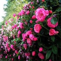 Climbing Rose Perennial Trellis Flower Bush Seeds