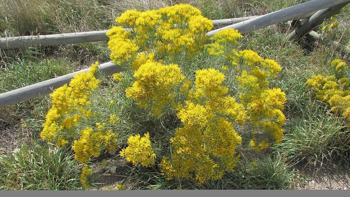 Rubber Rabbit Brush Ericameria Nivea – Flowering Herb Seeds