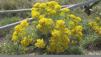 Rubber Rabbit Brush Ericameria Nivea – Flowering Herb Seeds