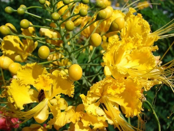 Caesalpinia Pulcherrima Yellow Bird Of Paradise Shrub Seeds
