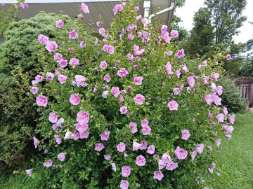Hibiscus Minerva Rose of Sharon Pink Flower Garden Seeds