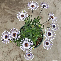 Rara Margherita Africana – Colorful, Mixed Flower Seeds