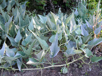 Buffalo Coyote Gourd Hardy Climbing Vine Seeds