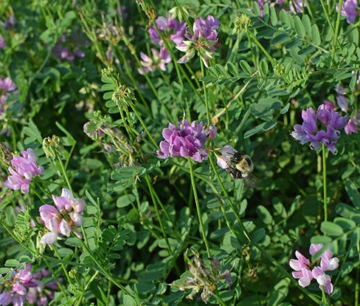 Crown Vetch Coronilla Varia – Perennial Flower Seeds