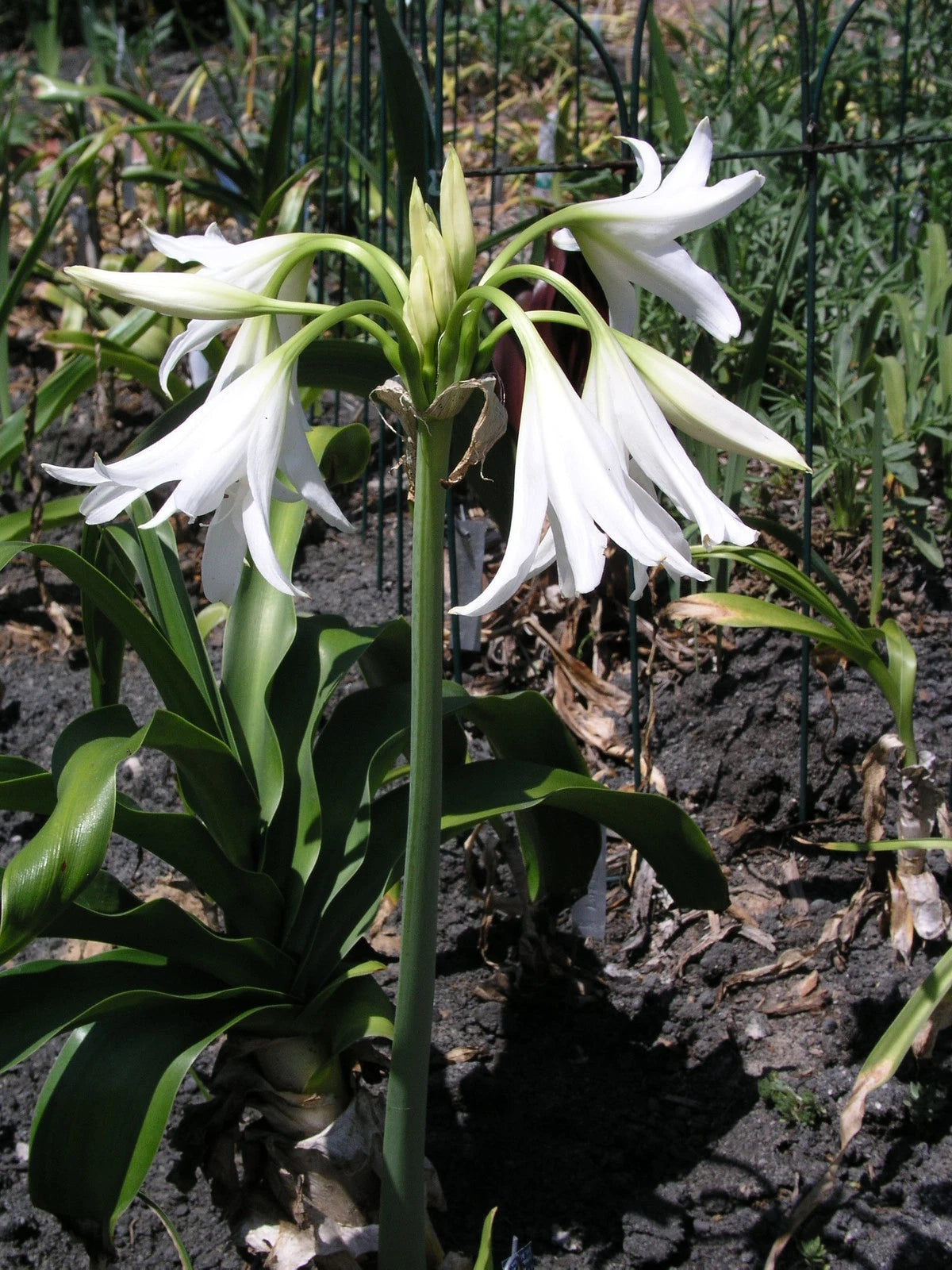 Crinum Lily Hawaiian Lily Small-Size Bulb