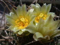 Sclerocactus Brevihamatus – Short Spined Fishhook Cactus Seeds