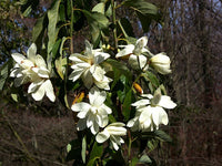 Michelia Excelsa Tree The Temple Magnolia Doltsopa Seeds Very Fragrant – Fragrant, Hardy Flower Seeds
