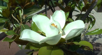 Magnolia Grandiflora Cold Hardy Southern Bull Bay Fragrant Tree –