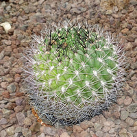Gymnocalycium Saglione – Giant Chin Cactus Seeds