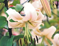Silver Scheherazade Lily Lilium – Perennial Flower Seeds