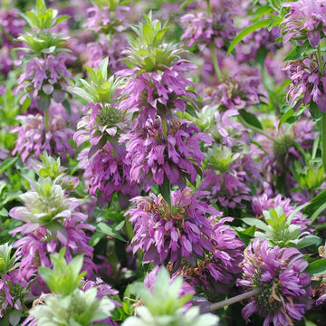 Wild Bergamot Seeds Monarda Fistulosa - Bergamot Unusual Flowers