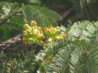 Libidibia Coriaria – Caesalpinia Divi Divi Small Tree Seeds