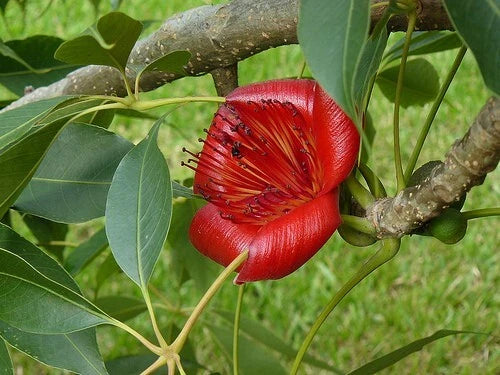 Bombax Ceiba – Red Silk Cotton Tree Seeds