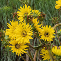 Compass Plant Silphium Lacinatum – Hardy Wildflower Garden Seeds