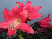 Crinum Lily Oh This Is Outrageous Jumbo Blooming-size Bulb New -