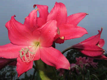 Crinum Lily Oh This Is Outrageous Jumbo Blooming-size Bulb New -