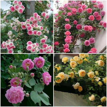 Climbing Rose – Colorful, Climbing, Garden Flower Seeds for Planting