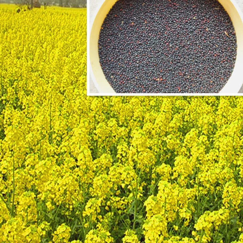 Canola Rapeseed Brassica Napus Edible Flower Seeds