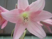 Crinum Lily Pink Trumpet Medium-size Bulb New - Flower Seeds