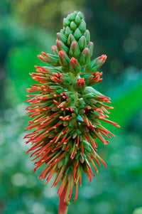 Acrocarpus Fraxinifolius – Pink Cedar Tree Seeds