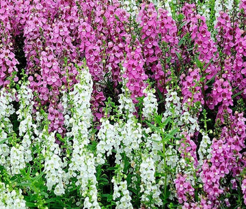 Angelonia Angelonia Angustifolia – Serena Mixed Color Flower Seeds