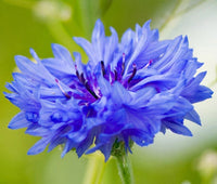 Cornflower Bachelors Button Centaurea Cyanus – Dwarf Wildflower Garden Seeds