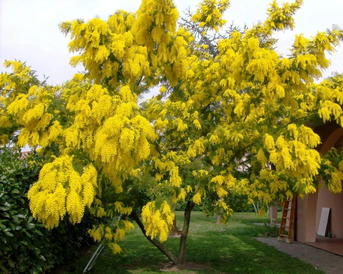 Silver Wattle Acacia Dealbata – Fragrant Flowering Tree Seeds