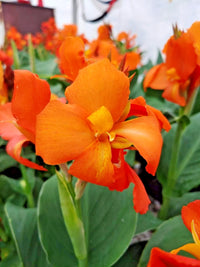 Orange Shades Canna – Colorful Garden Flower Seeds
