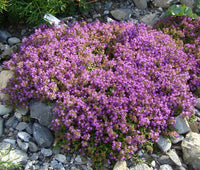 Creeping Thyme Thymus Serpyllum – Groundcover Herb Seeds