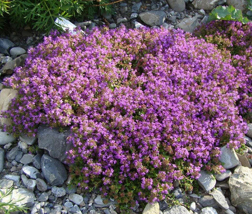 Creeping Thyme Thymus Serpyllum – Groundcover Herb Seeds