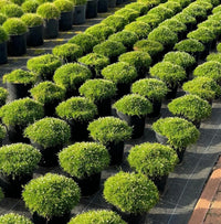 Irish Moss Sagina Subulata Groundcover Pearlwort Seeds
