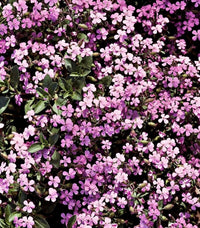 Soapwort – Hardy Garden Flower Seeds