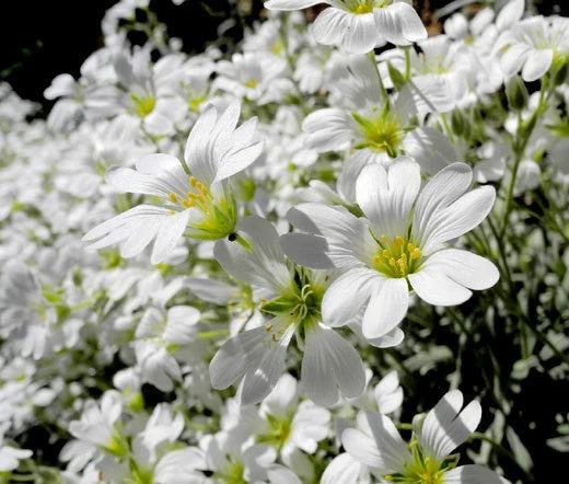 Cerastium Tomentosum Snow in Summer Groundcover Seeds