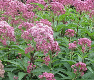 Joe Pye Weed Spotted Eupatorium Hardy Wildflower Seeds