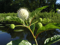 Buttonbush Cephalanthus Occidentalis Pollinator Friendly Shrub Seeds