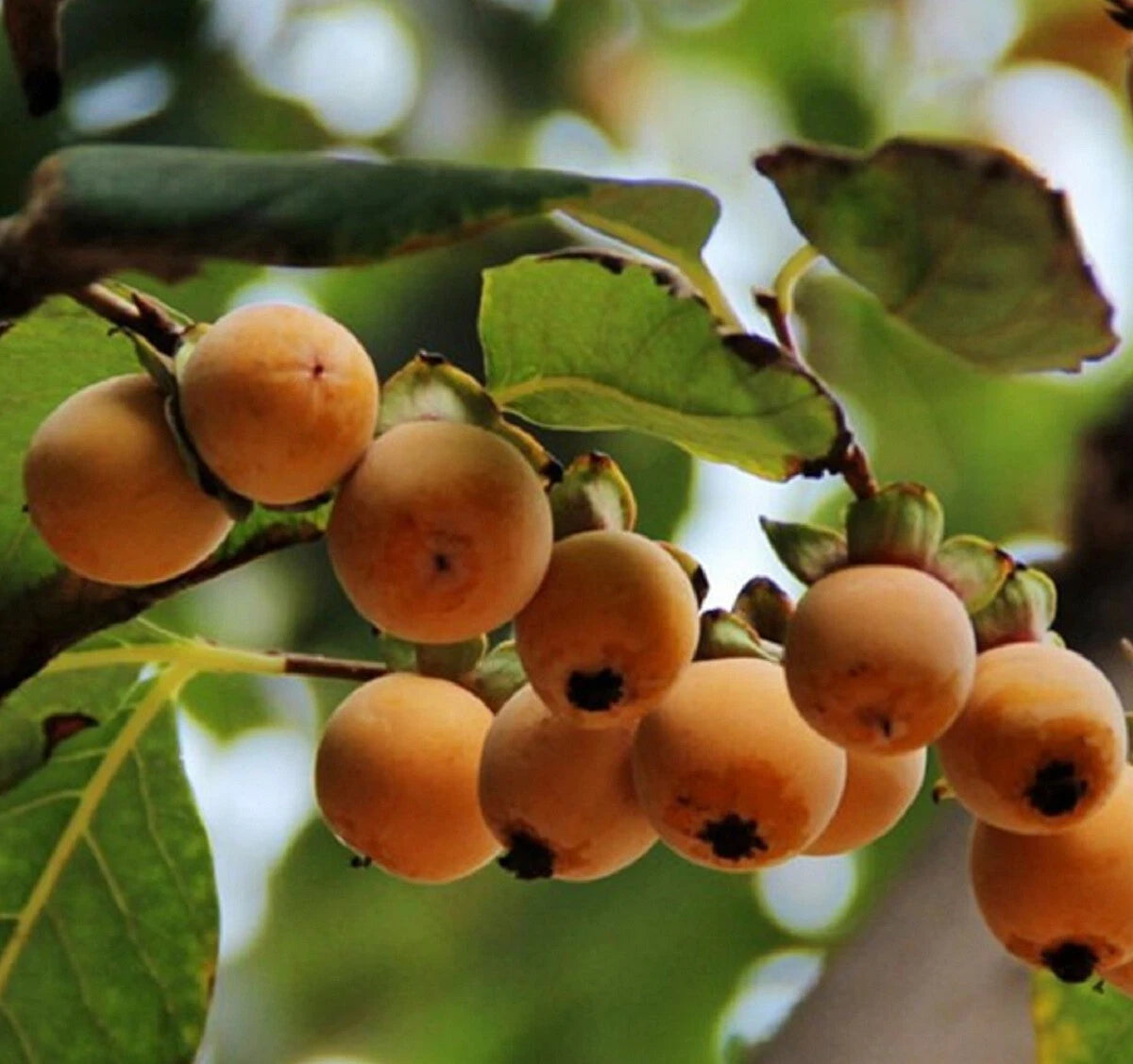 Date Plum Persimmon Seeds Diospyros lotus Healthy Edible Fruit Tree Seeds Flower Seeds for your garden
