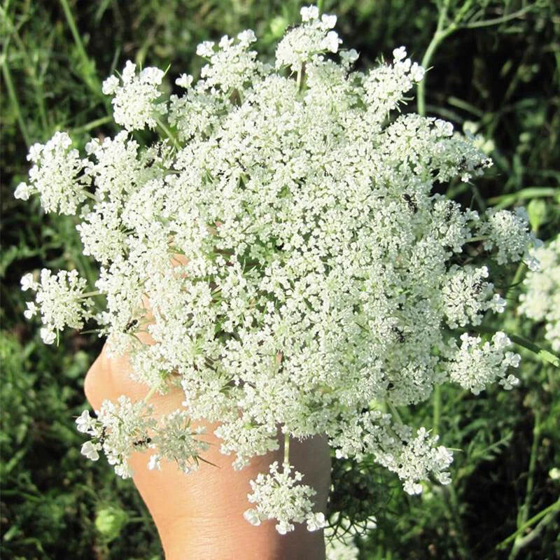 Bishop’s Flower Ammi Majus – Perennial Garden Flower Seeds