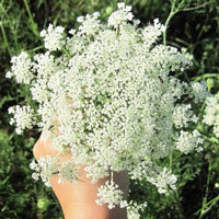 Bishop’s Flower Ammi Majus – Perennial Garden Flower Seeds