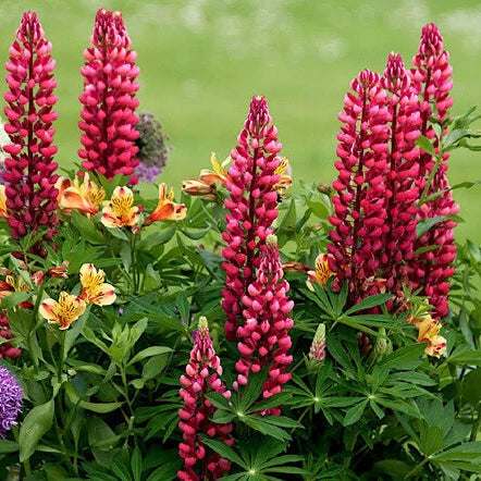 Lupine Russell Red Lupinus Polyphyllus Perennial Garden Flower Seeds