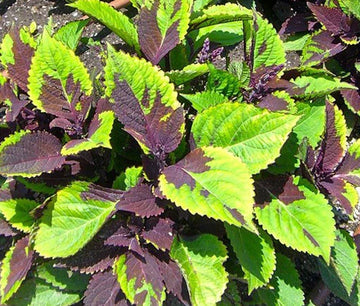 Coleus Solenostemon Scutellarioides – Chocolate Splash Garden Seeds