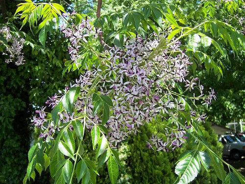 Melia Azedarach Shade Tree Seeds Persian Lilac Fragrant Ornamental Garden – Fragrant, Hardy Flower Seeds
