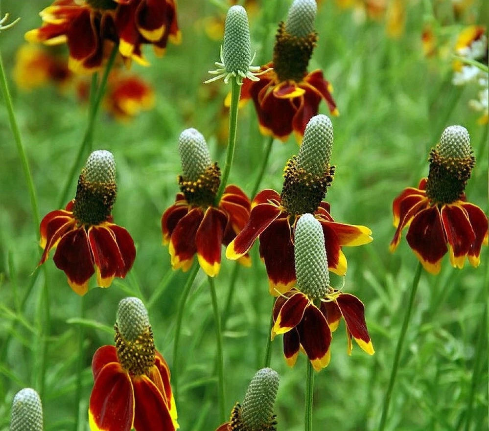 Mexican Hat Ratibida Columnifera Perennial Prairie Flower Seeds