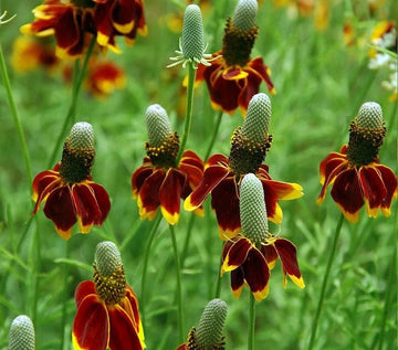 Mexican Hat Ratibida Columnifera Perennial Prairie Flower Seeds