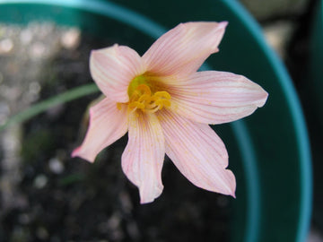 Rain Lily Habranthus – Garden Flower Seeds for Planting