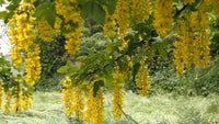 Laburnum Anagyroides – Golden Chain Flowering Tree Seeds